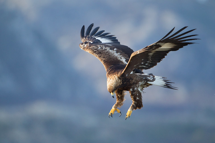 Golden eagle Aquila chrysaetos, sub-adult in flight, Norway, February